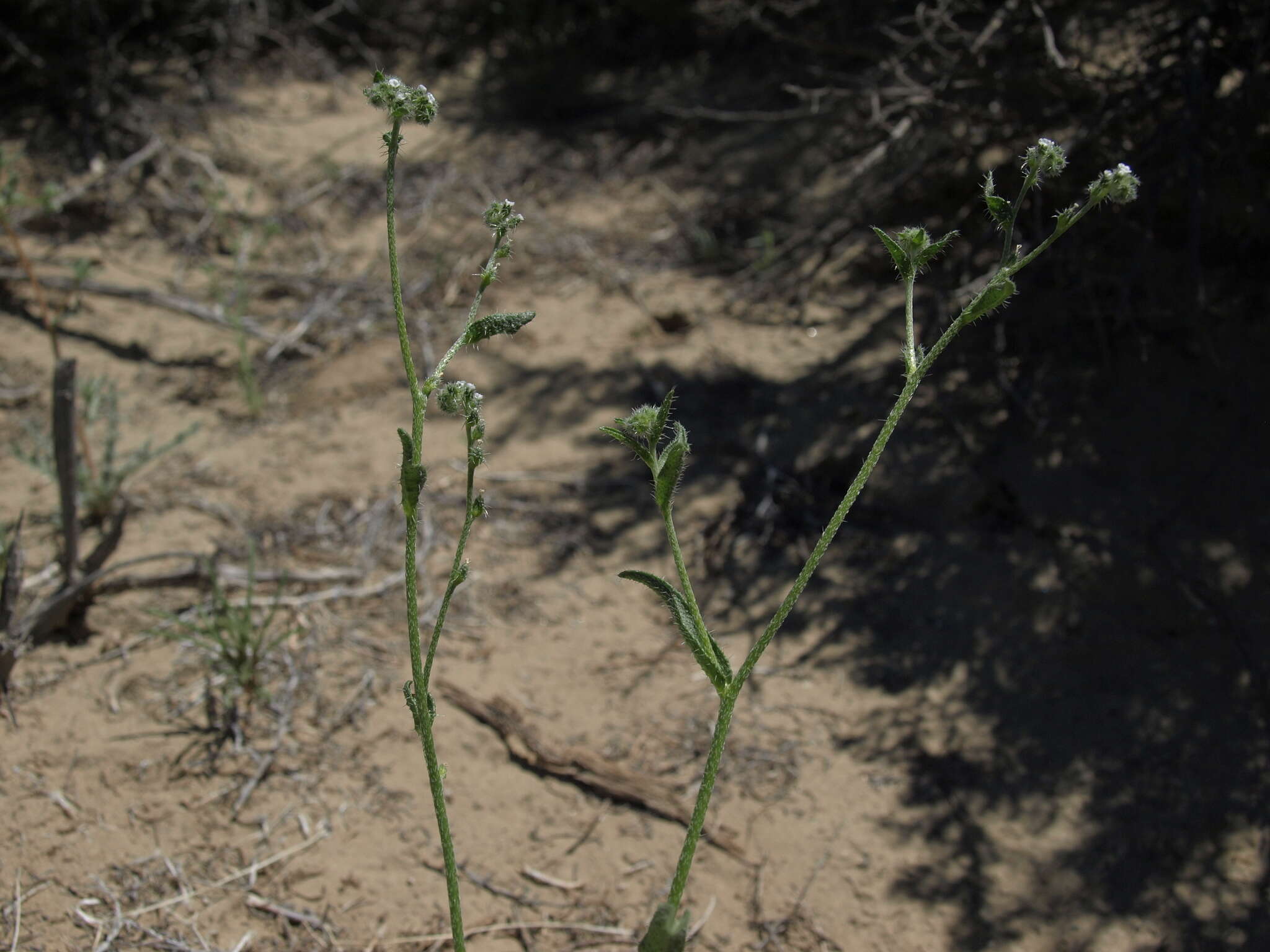 Image of bushloving cryptantha