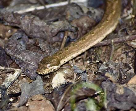 Tropidophis melanurus (Schlegel 1837) resmi