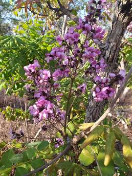 Andira vermifuga Benth.的圖片