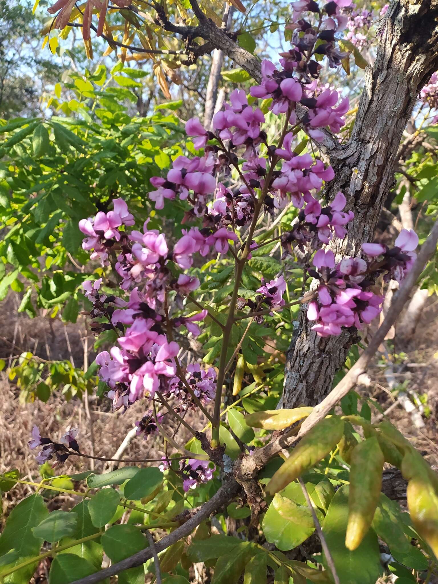 Andira vermifuga Benth.的圖片