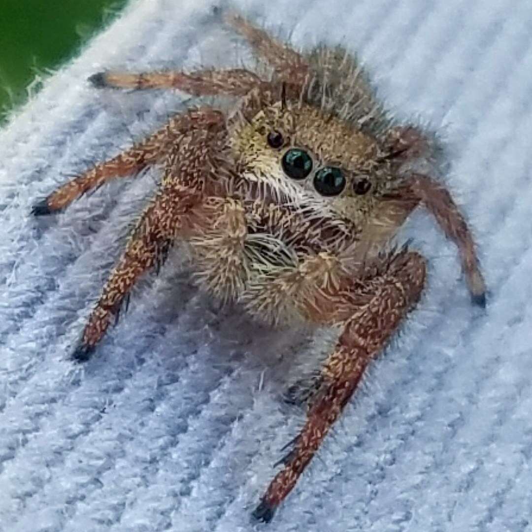 Image of Phidippus princeps (Peckham & Peckham 1883)