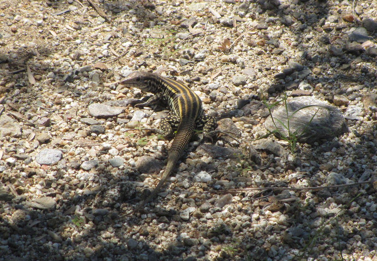 Image of Cerralvo Island Whiptail