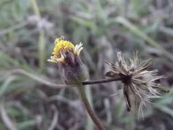 Imagem de Tridax procumbens L.