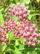 Imagem de Asclepias incarnata subsp. pulchra (Ehrh. ex Willd.) Woods.