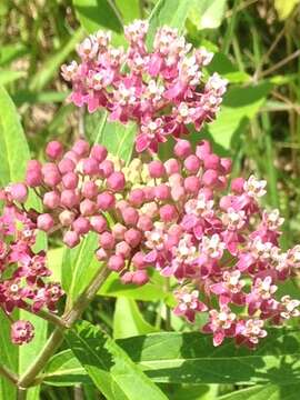 Sivun Asclepias incarnata subsp. pulchra (Ehrh. ex Willd.) Woods. kuva