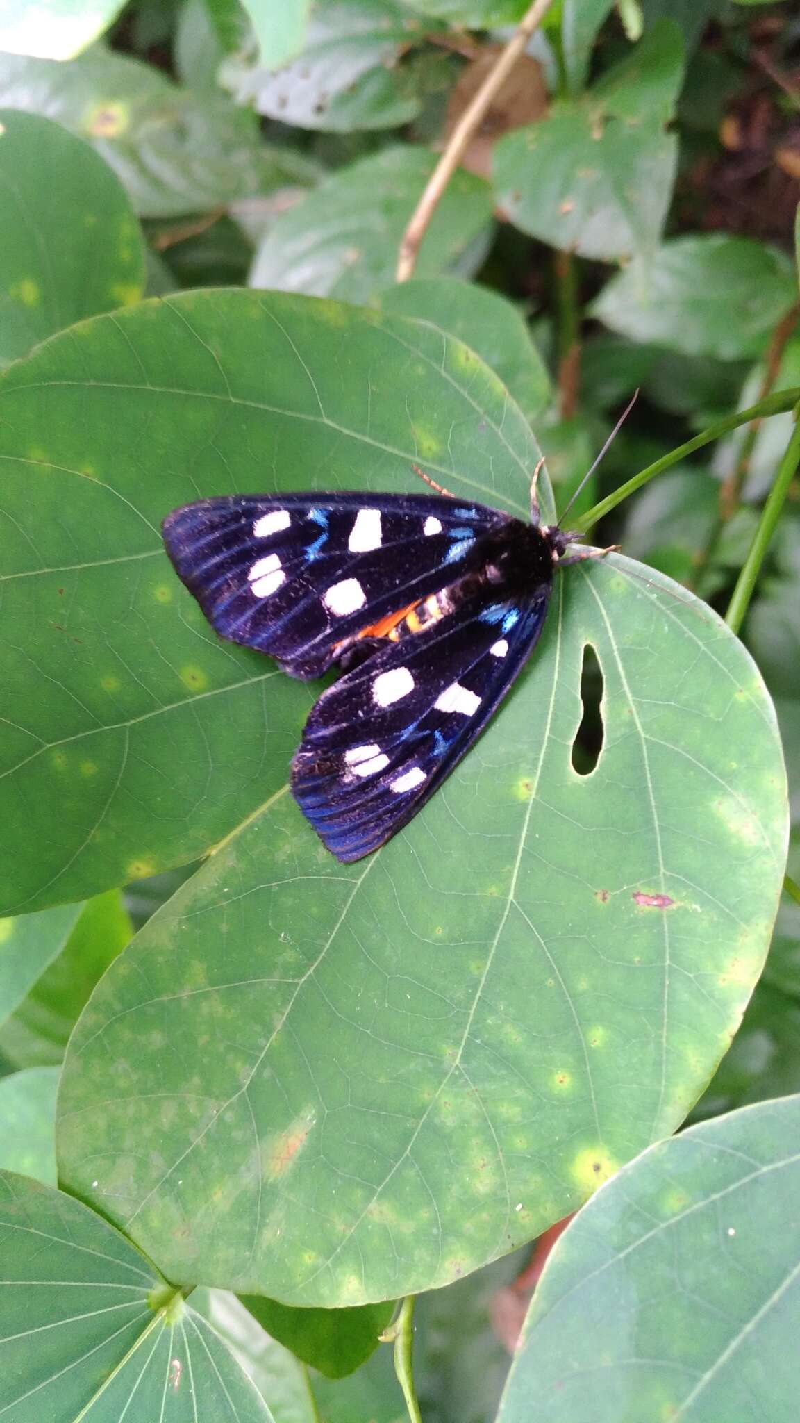 صورة Exsula dentatrix albomaculata Miyake 1907