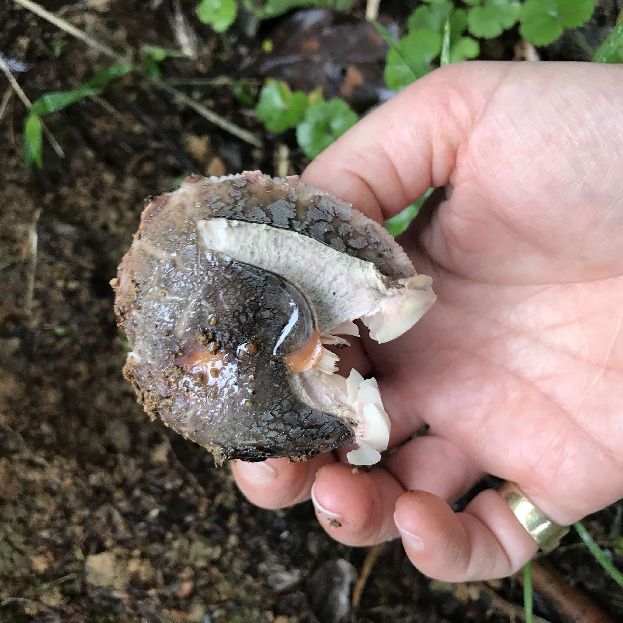 Image of Russula griseoviridis McNabb 1973