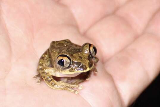 Image of Aubry's tree frog