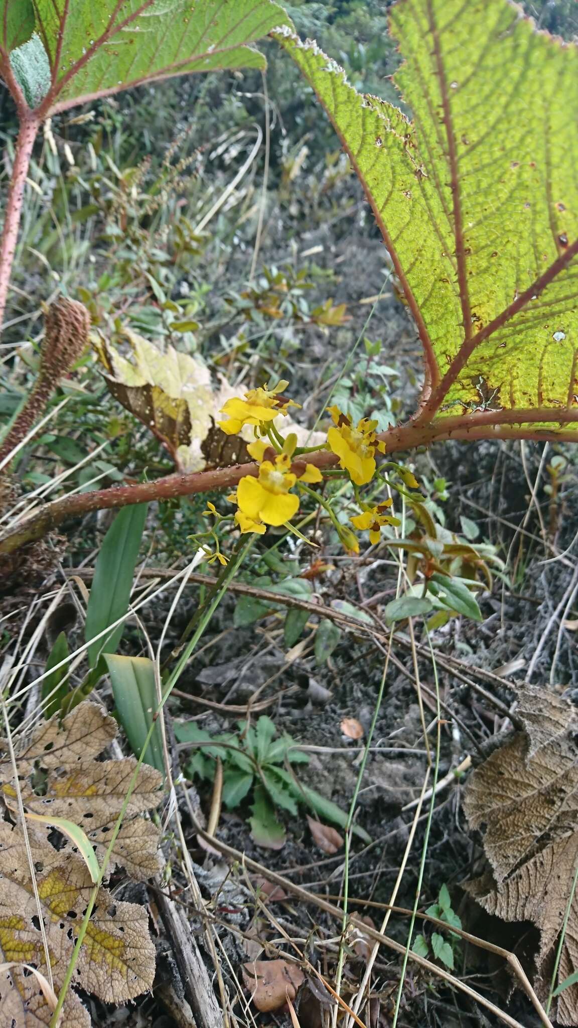 Image of Oncidium cultratum Lindl.