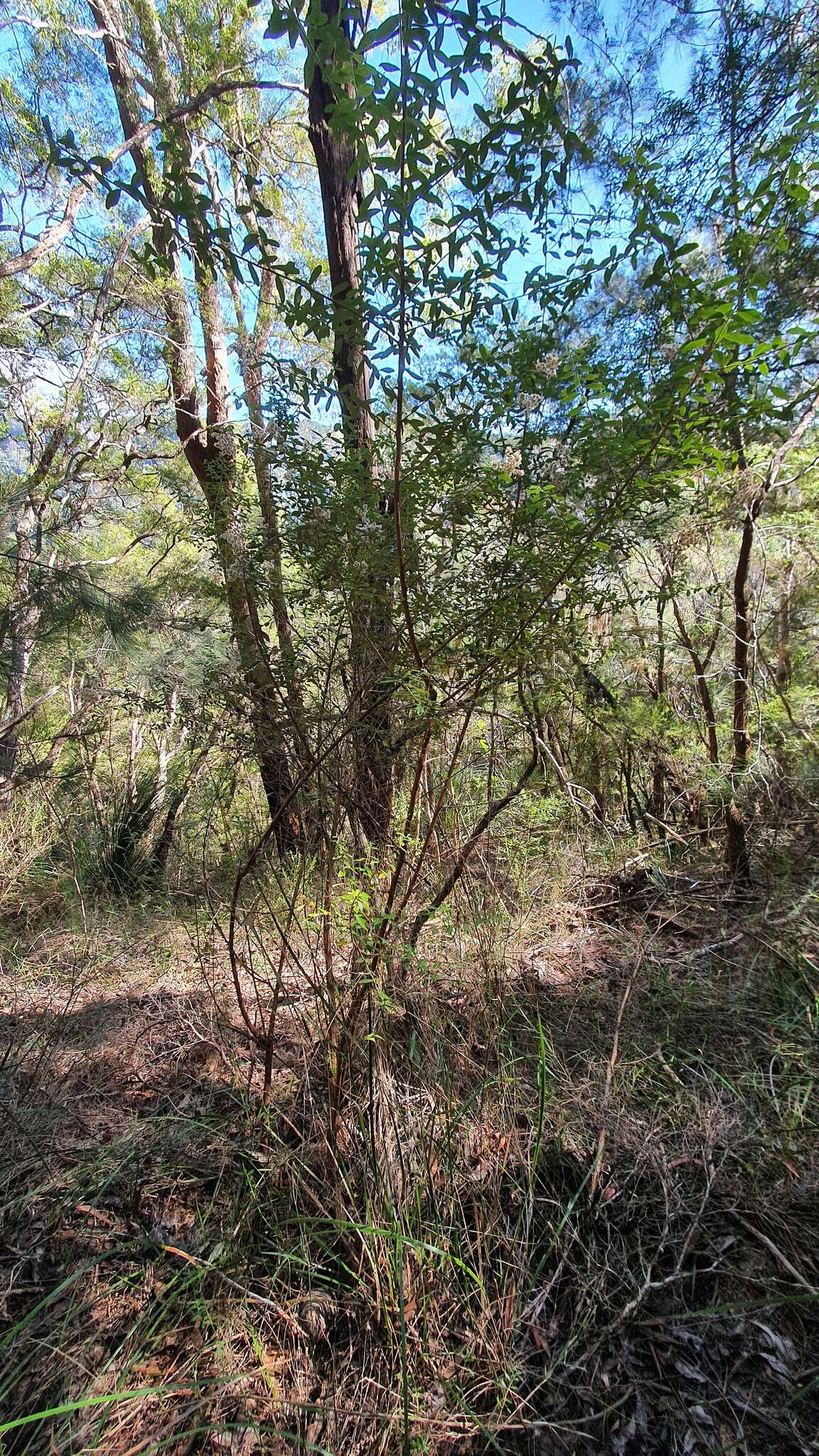 Image of Cassinia subtropica F. Müll.