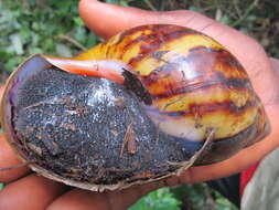 Image de Archachatina marginata (Swainson 1821)