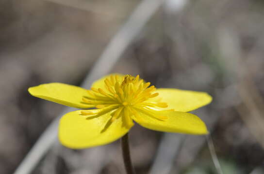 Image of Anemone biflora var. gortschakowii (Kar. & Kir.) Sinno