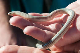 Image of Linnaeus' Lance Skink