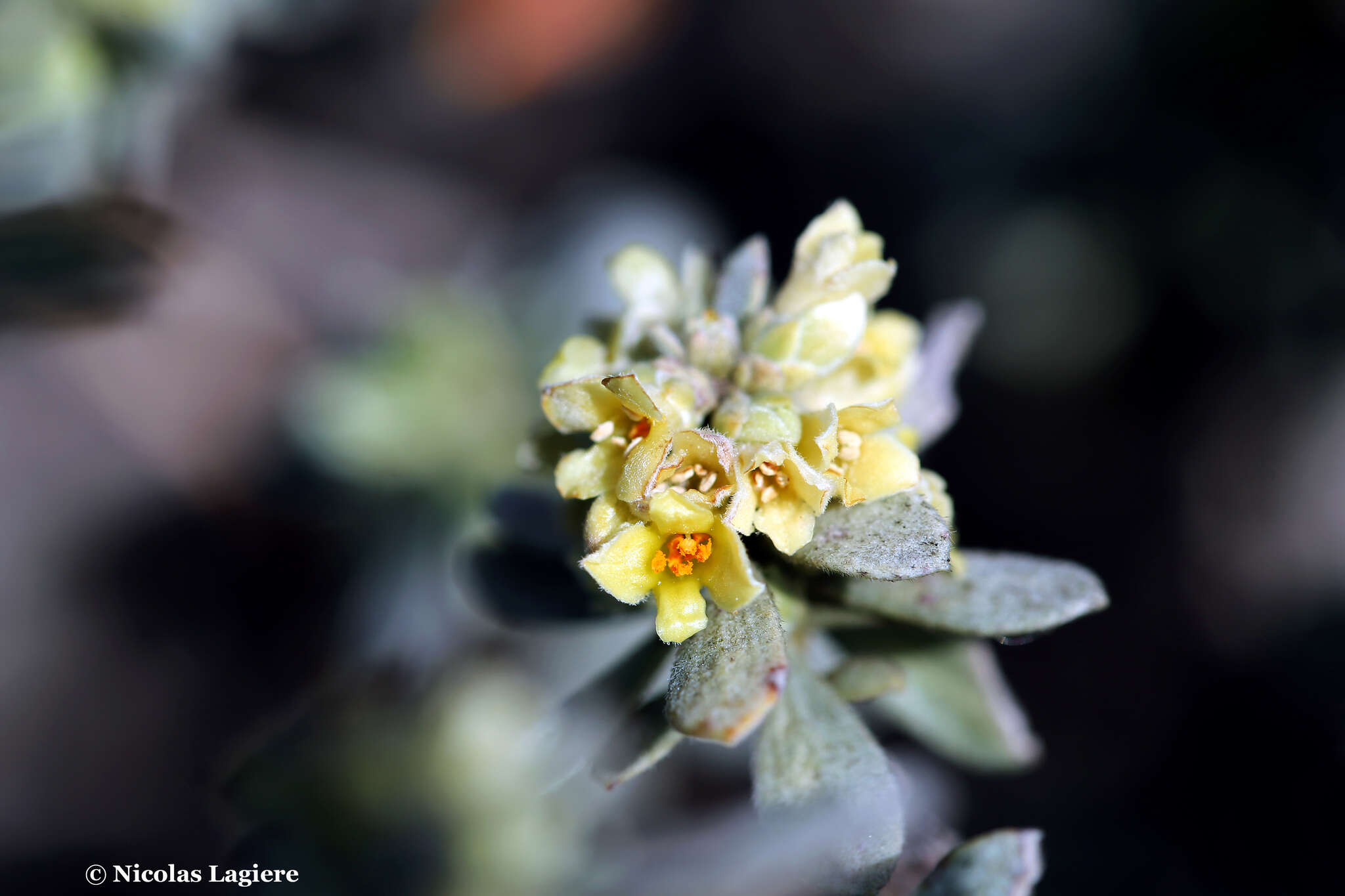 Image of Thymelaea tartonraira (L.) All.