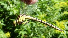 Image of Riverine Clubtail