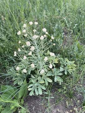 Image of Leontice leontopetalum subsp. ewersmannii (Bunge) Coode