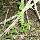 Imagem de Adiantum melanoleucum Willd.