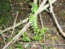 Imagem de Adiantum melanoleucum Willd.