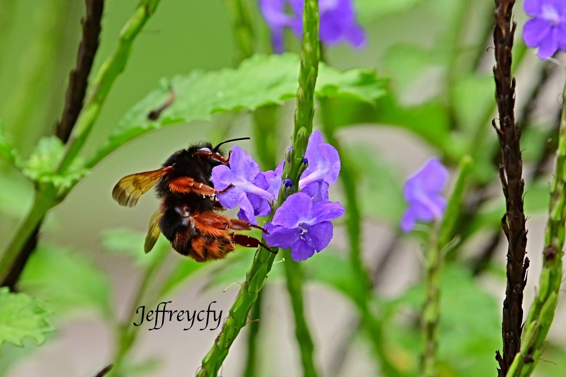 Imagem de Bombus eximius Smith 1852