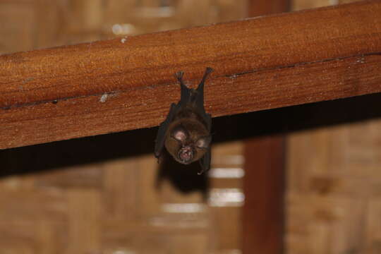 Image de Rhinolophus affinis Horsfield 1823