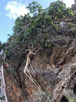 Image of Ficus vasta Forssk.