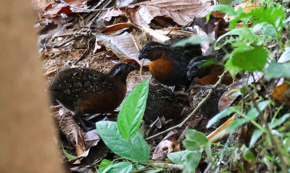 Sivun Odontophorus speciosus Tschudi 1843 kuva