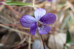 Image of Violet