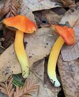 Слика од Hygrocybe aurantiosplendens R. Haller Aar. 1954