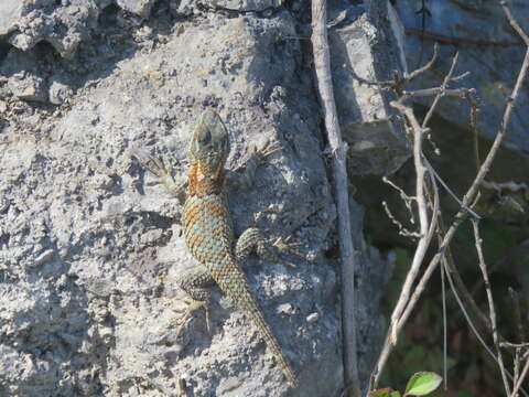 Image of Sceloporus torquatus binocularis Dunn 1936