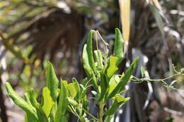 Image of small-leaf snoutbean