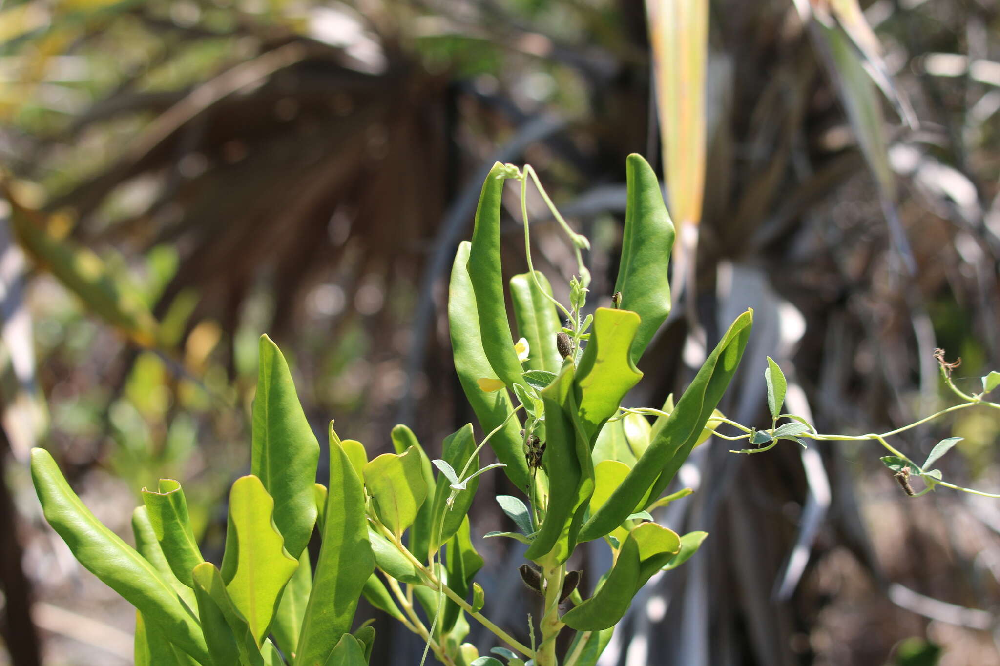 Image of small-leaf snoutbean