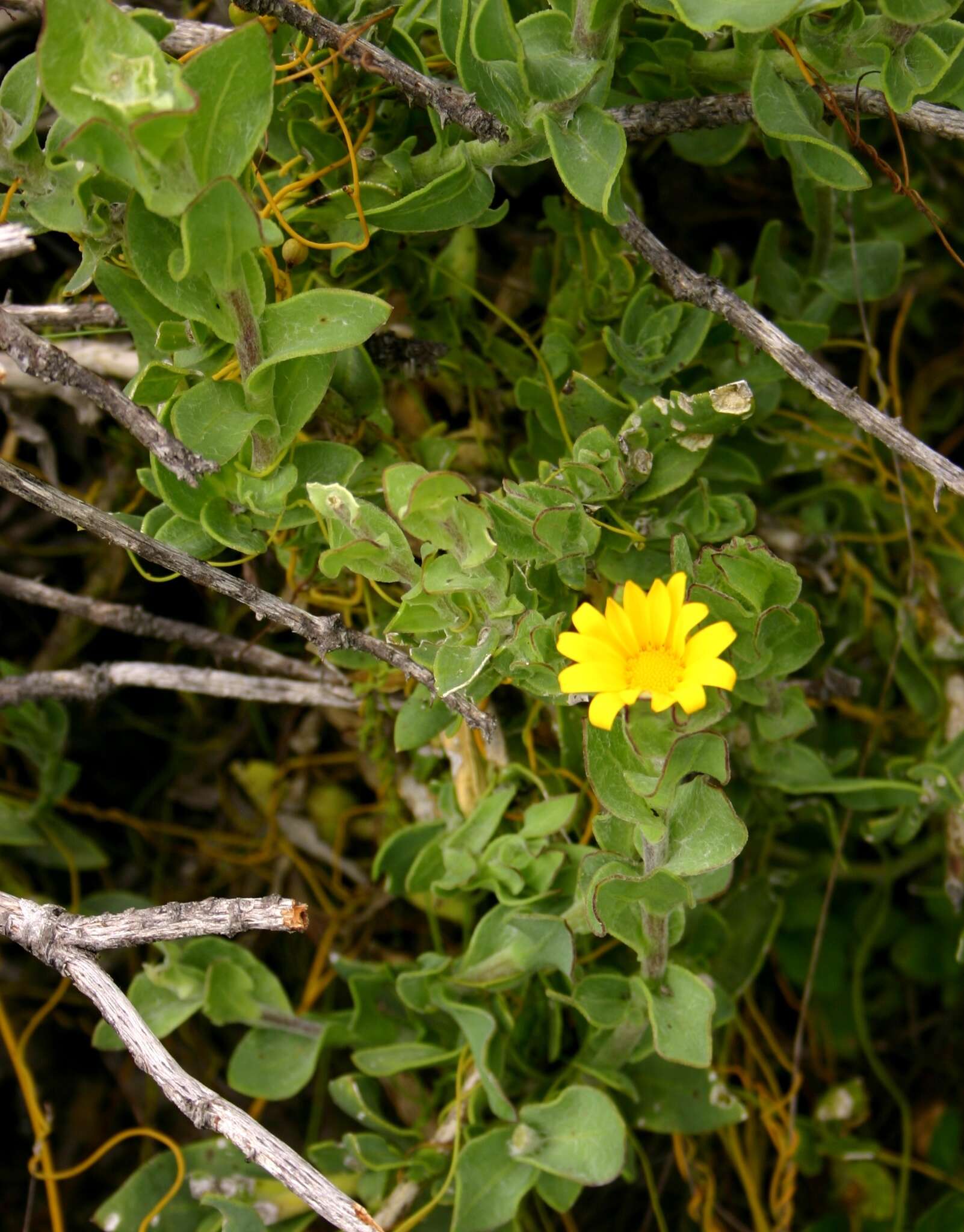 Image of Osteospermum australe B. Nord.