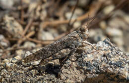 Image of Shasta Grasshopper