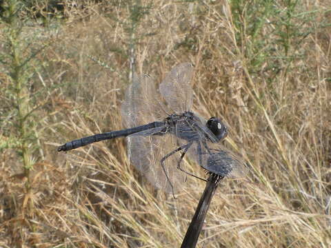 Слика од Selysiothemis Ris 1897