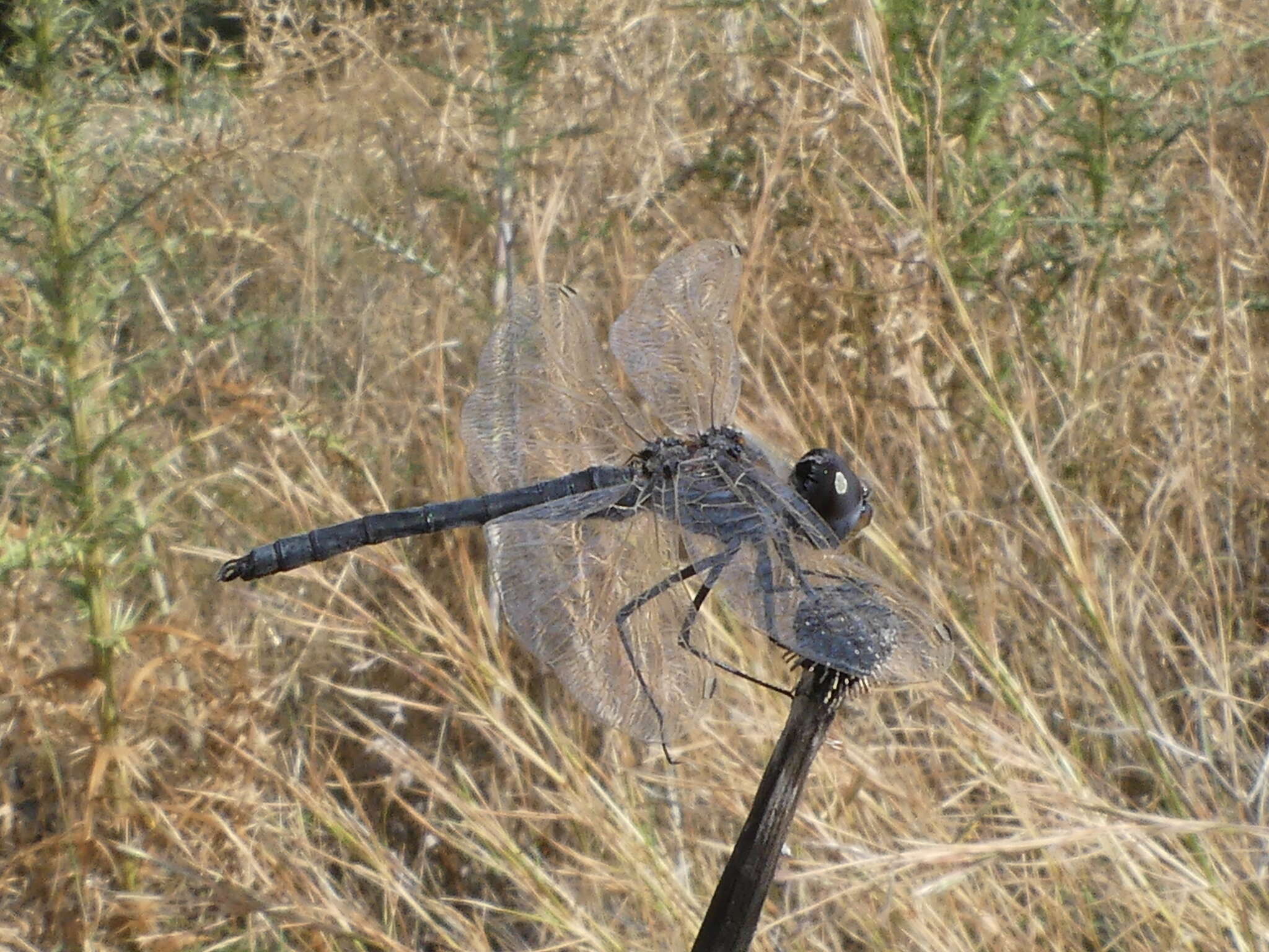 Imagem de Selysiothemis Ris 1897