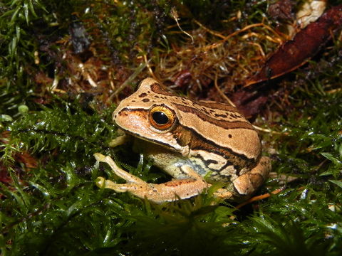 Image of Marsupial Frogs