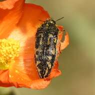 Image de Acmaeodera cuneata Fall 1899