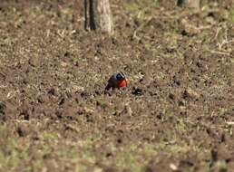 Image of Long-tailed Meadowlark