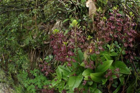 Image of Liparis derchiensis S. S. Ying