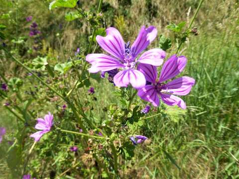 Image of <i>Malva <i>sylvestris</i></i> subsp. sylvestris