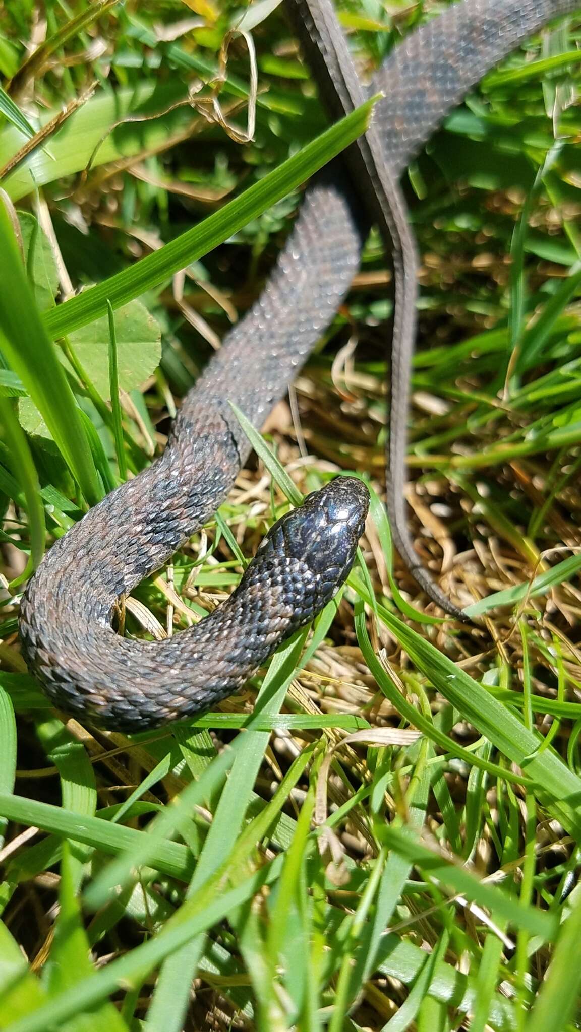 Image of Clonophis Cope 1889