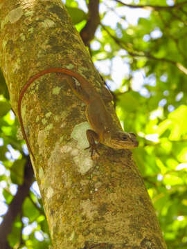 Image of Pristidactylus valeriae (Donoso-barros 1966)