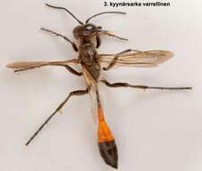 Image of Ammophila pubescens Curtis 1836