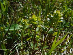 Image of Cruciata glabra (L.) Opiz