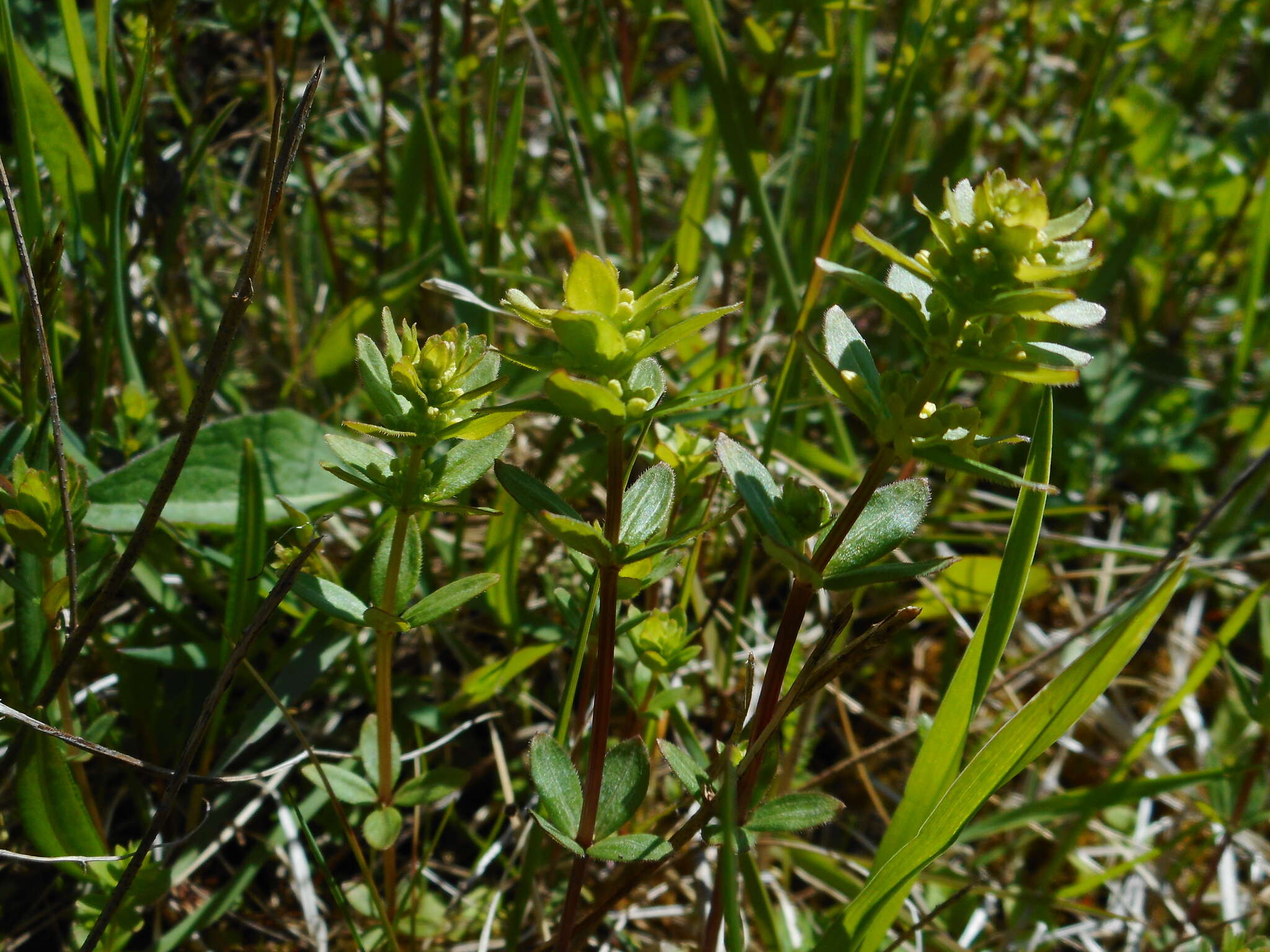 Image of Cruciata glabra (L.) Opiz