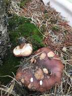 Image of Tricholoma fracticum (Britzelm.) Kreisel 1984