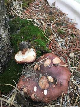 Image of Tricholoma fracticum (Britzelm.) Kreisel 1984