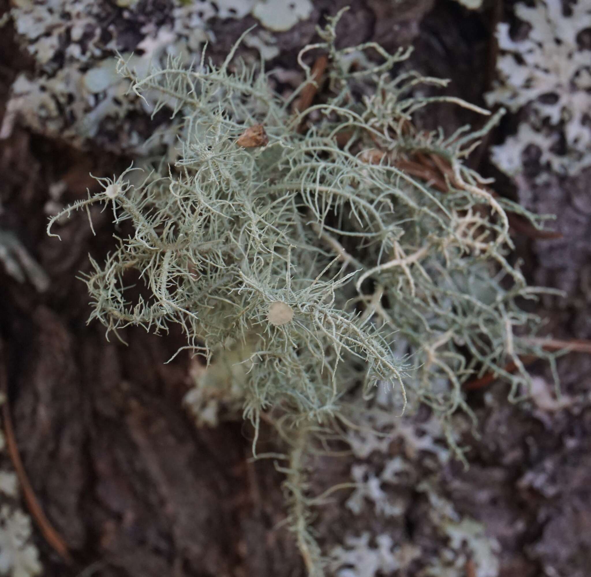 Слика од Usnea intermedia (A. Massal.) Jatta