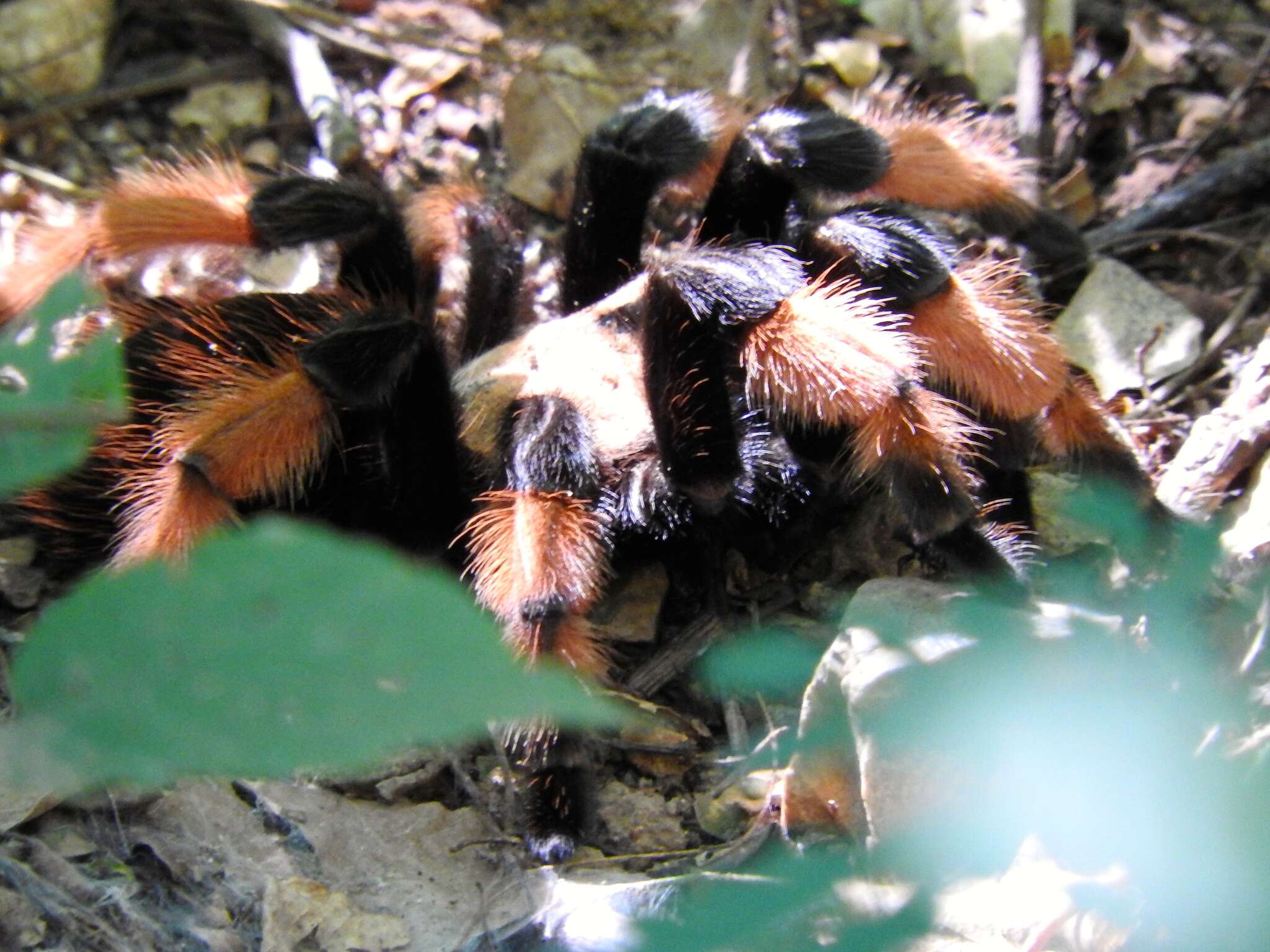 Image of Mexican redleg tarantula