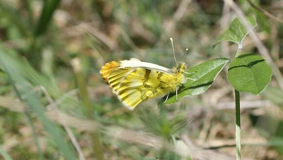 Image de Aurore de Provence